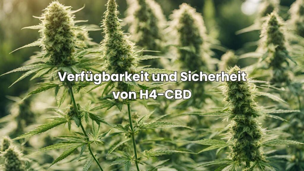 Verfügbarkeit und Sicherheit von H4-CBD