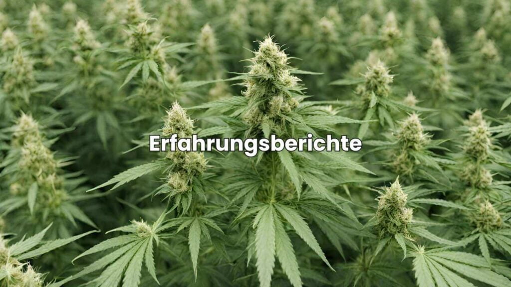 Vollspektrum CBD Öl - Erfahrungsberichte