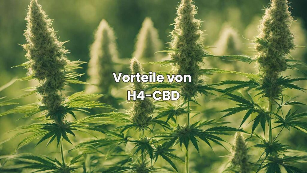 Vorteile von H4-CBD