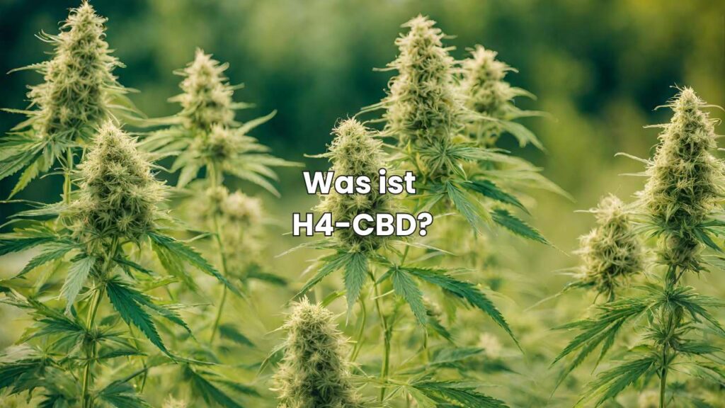 Was ist H4-CBD