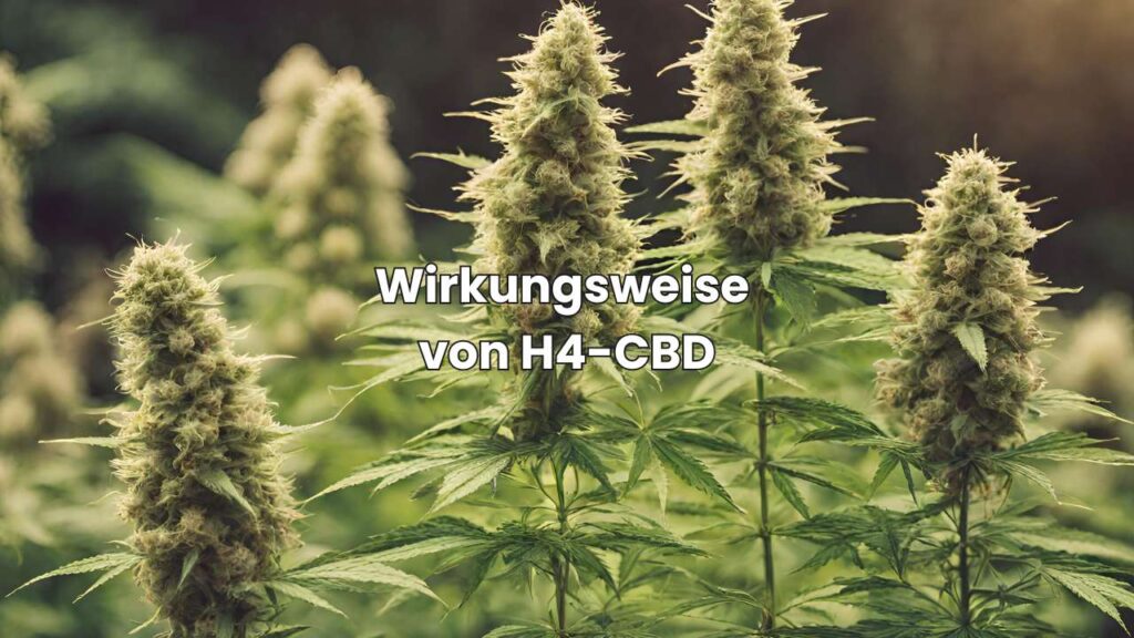 Wirkungsweise von H4-CBD