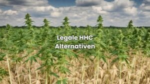 Legale HHC Alternativen