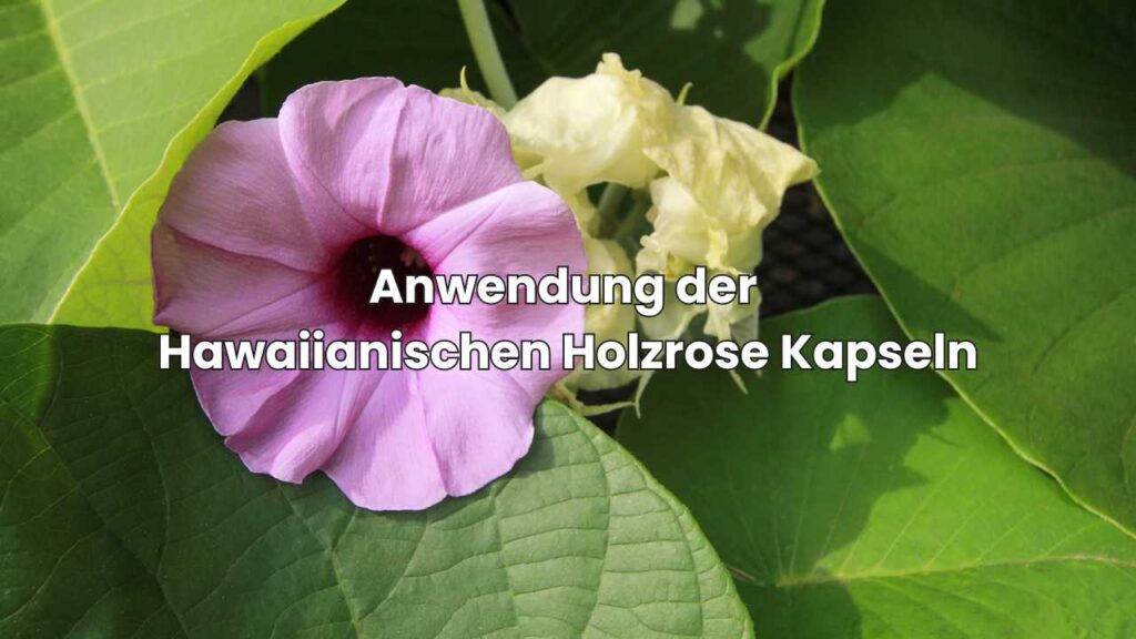Anwendung der Hawaiianischen Holzrose Kapseln