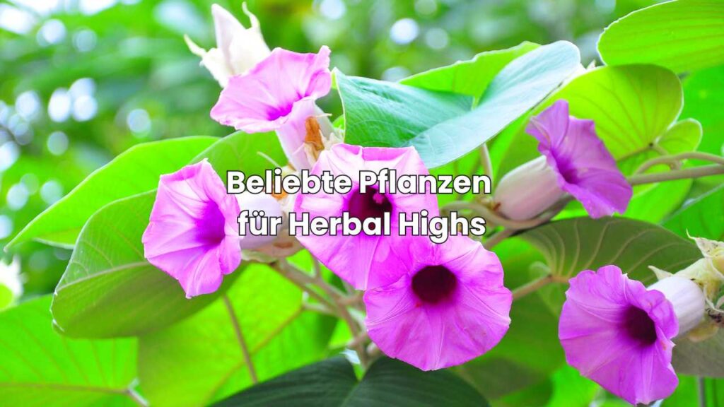 Beliebte Pflanzen für Herbal Highs