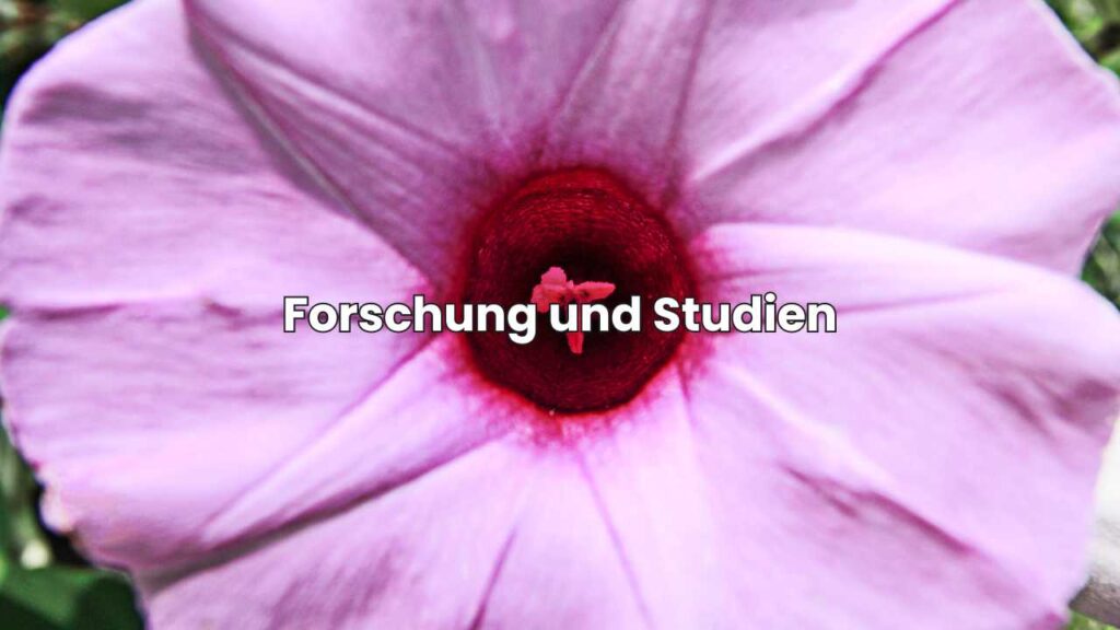 Forschung und Studien