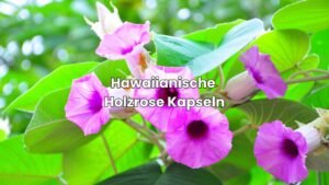 Holzrose Kapseln kaufen