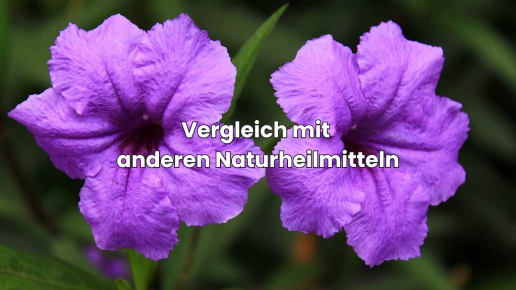Holzrose Vergleich mit anderen Naturheilmitteln