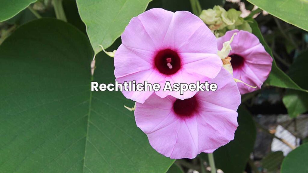 Rechtliche Aspekte