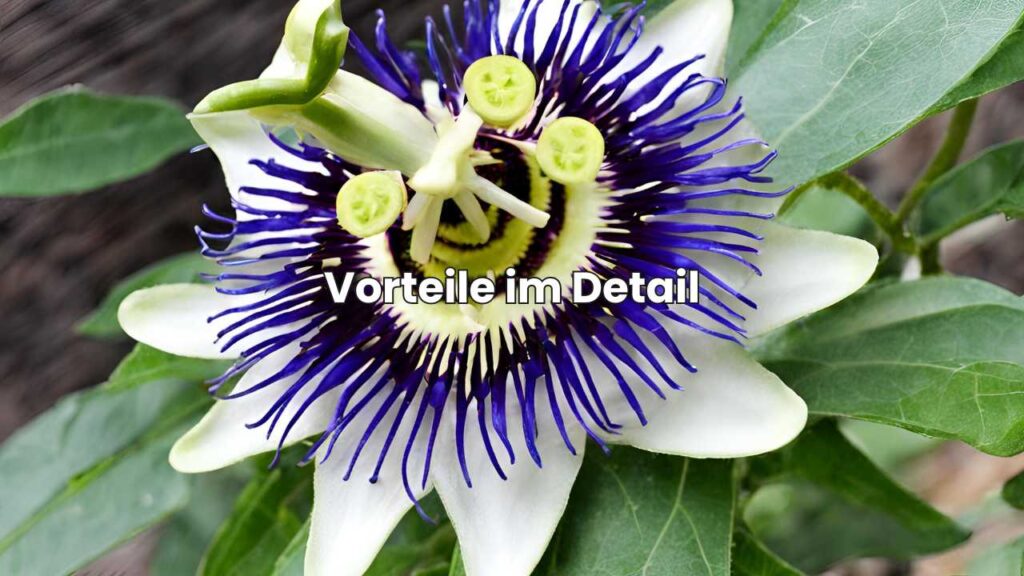 Vorteile der Passionsblume