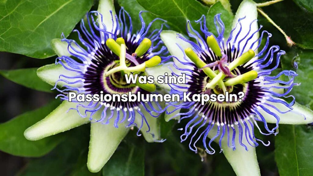Was sind Passionsblumen Kapseln