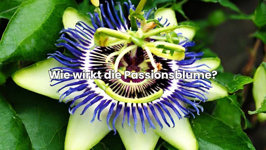 Wie wirkt die Passionsblume