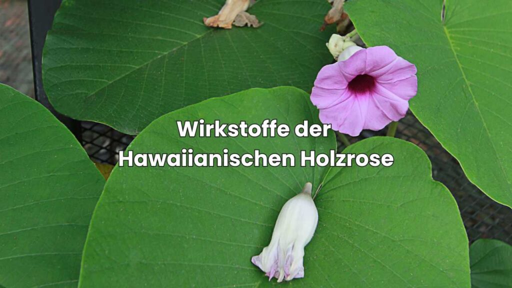Wirkstoffe der Hawaiianischen Holzrose