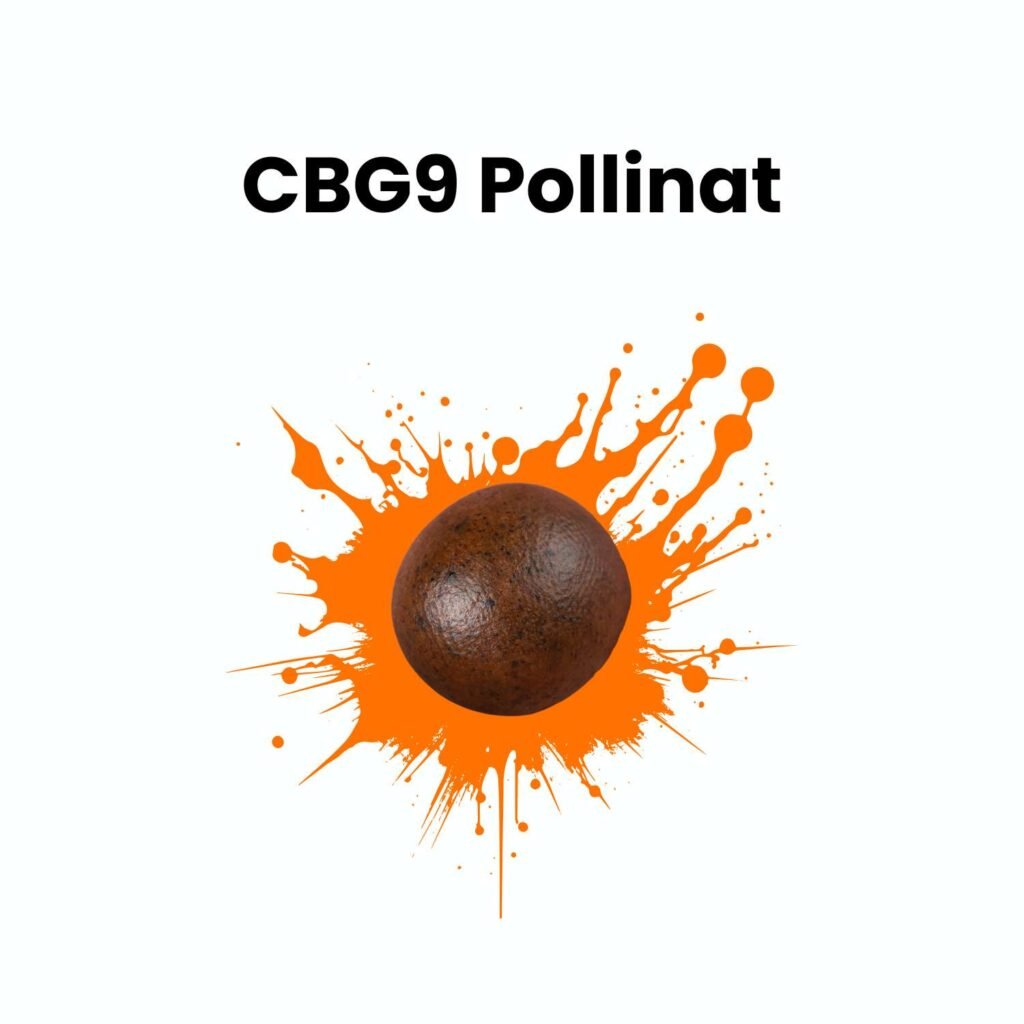 CBD Hasch in der Nähe